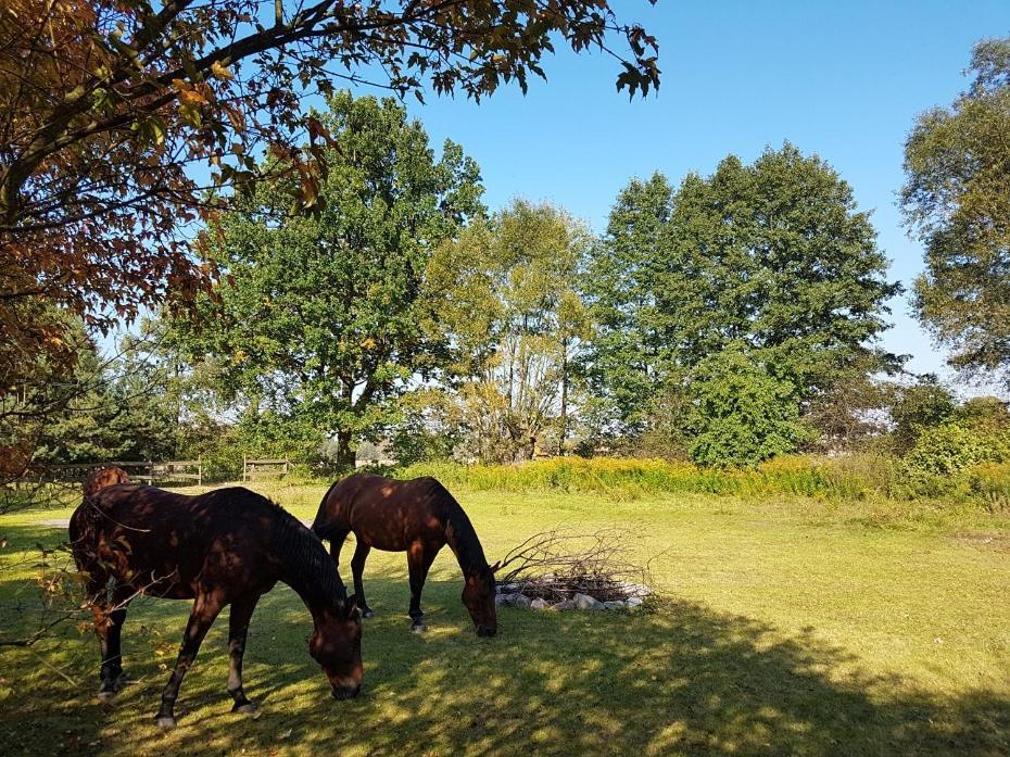 Agroturystyka Pod Modrzewiami Nowy Tomyśl Exteriér fotografie