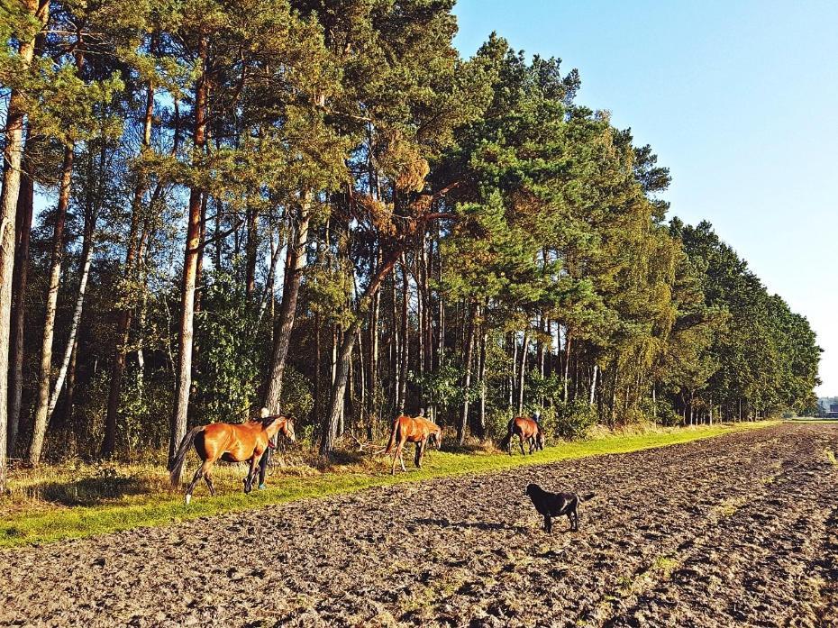 Agroturystyka Pod Modrzewiami Nowy Tomyśl Exteriér fotografie