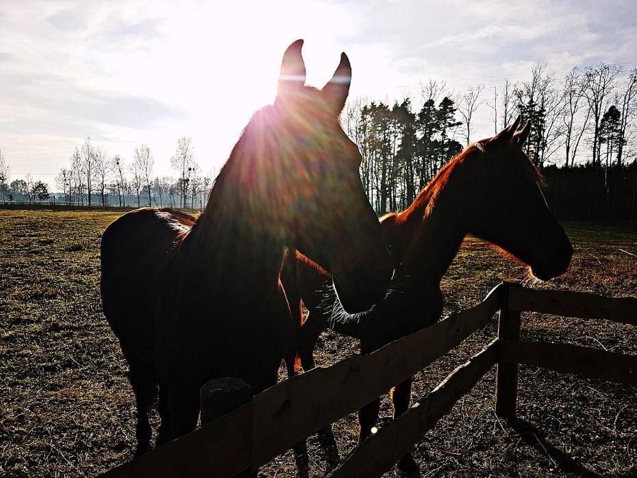 Agroturystyka Pod Modrzewiami Nowy Tomyśl Exteriér fotografie